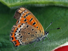 Lycaena helle