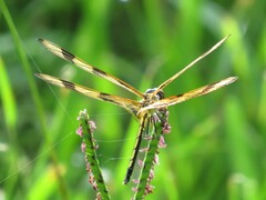 Celithemis eponina