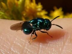 Perilampidae
