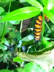 Nyctemera lacticinia