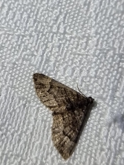 Eucymatoge peplodes