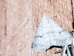 Bleptina caradrinalis