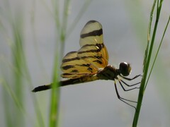 Celithemis eponina