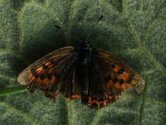 Lycaena helle