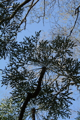 Cussonia transvaalensis