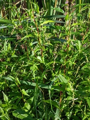 Persicaria hydropiper