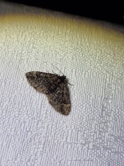 Eucymatoge peplodes