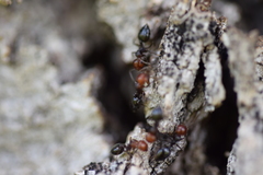 Crematogaster scutellaris