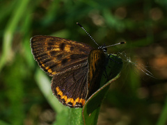 Lycaena helle