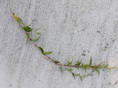Persicaria hydropiper