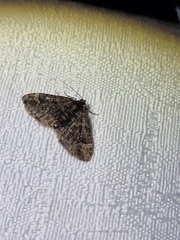 Eucymatoge peplodes