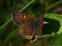 Lycaena helle