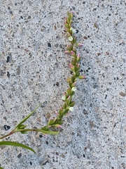 Persicaria hydropiper