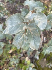 Elaeagnus commutata
