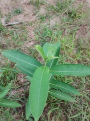 Asclepias