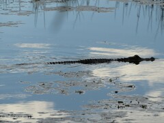 Alligator mississippiensis