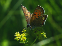 Lycaena helle