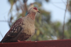Columba guinea