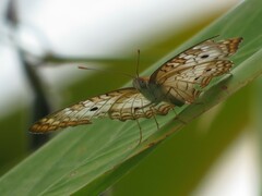 Anartia jatrophae