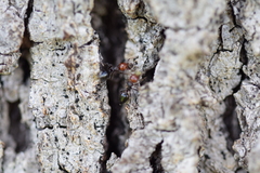 Crematogaster scutellaris