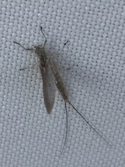 Callibaetis pictus