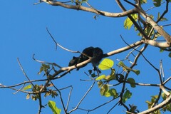 Callosciurus finlaysonii