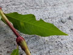 Persicaria hydropiper