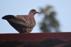 Columba guinea