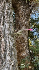 Tillandsia tenuifolia