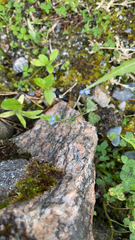 Myosotis arvensis