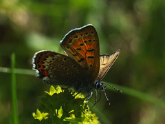 Lycaena helle