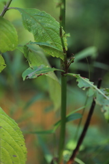 Rumex nepalensis