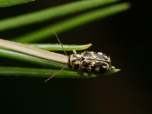 Pachybrachis peccans