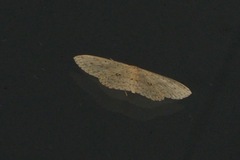 Cyclophora turneri