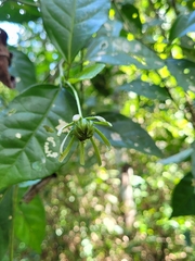 Pavonia calyculosa