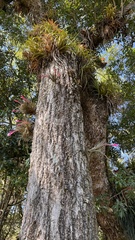 Tillandsia tenuifolia