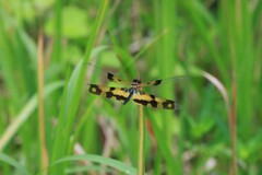 Rhyothemis variegata