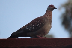 Columba guinea