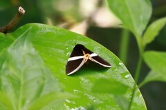 Fodina