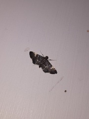 Eurrhyparodes bracteolalis