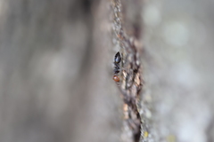 Crematogaster scutellaris