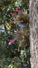 Tillandsia tenuifolia