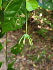 Pavonia calyculosa