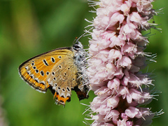 Lycaena helle