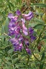 Vicia amoena
