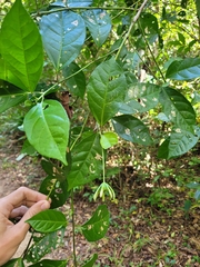 Pavonia calyculosa
