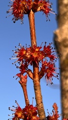 Acer pycnanthum