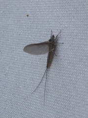 Callibaetis pictus