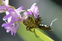 Xysticus
