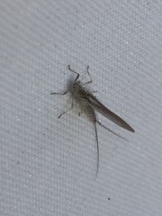 Callibaetis pictus